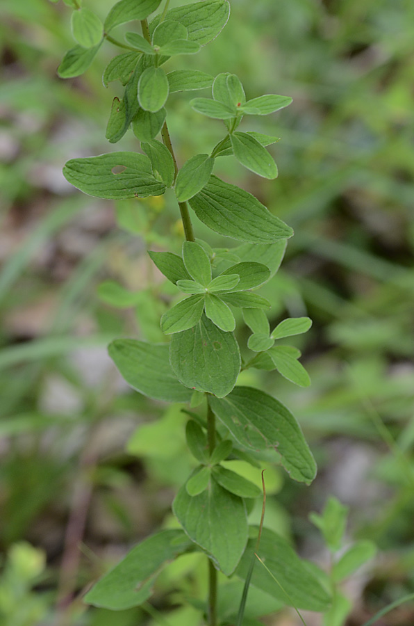 Hypericum maculatum / Erba di San Giovanni delle Alpi